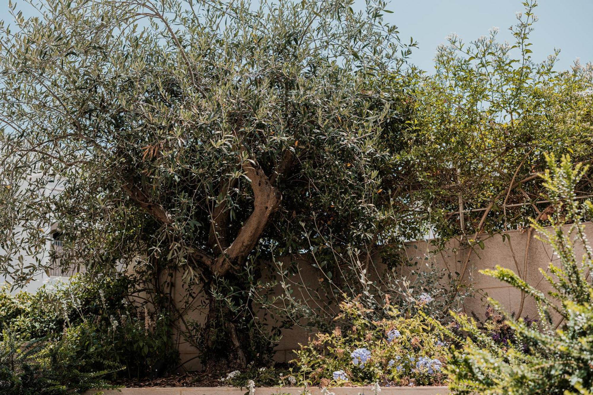 Olea Boutique Suites Polignano Polignano a Mare Εξωτερικό φωτογραφία